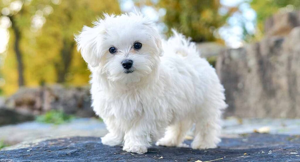 Maltese Dog Breed (top10archives.com)