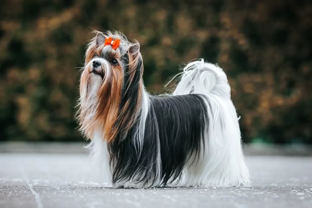 Biewer Terrier Dog Breed (top10archives.com)