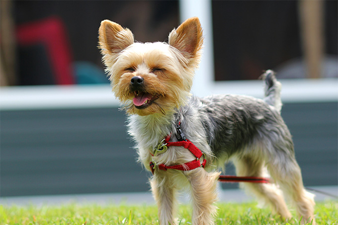 Yorkshire Terrier Dog Breed (top10archives.com)