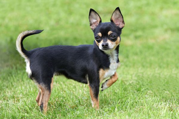 Chihuahua Dog Breed (top10archives.com)