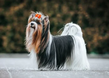 Top 10 Smallest Dog Breeds In The World 2022