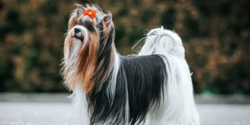 Top 10 Smallest Dog Breeds In The World 2022