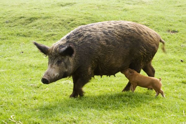 Iron Age Pig-(top10archives.com)