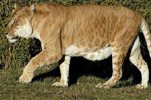 Leopon-(top10archives.com)