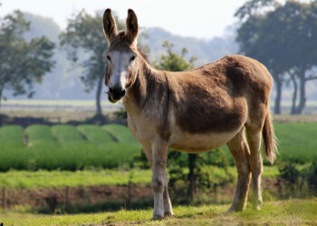 Top 10 Strange Hybrid Animals In The World 2022