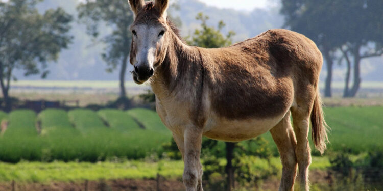 Top 10 Strange Hybrid Animals In The World 2022