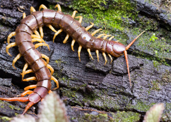 Top 10 Insects You Won't Believe Exist In The World 2022