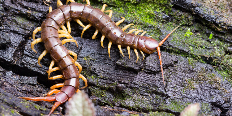 Top 10 Insects You Won't Believe Exist In The World 2022