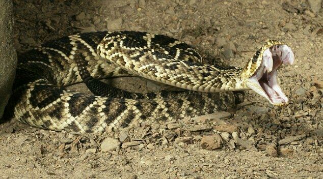 Eastern Diamondback Rattlesnake Deadliest Snakes