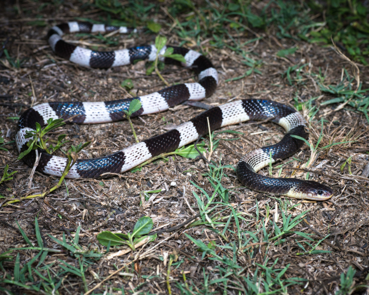 Blue Krait Deadliest Snakes