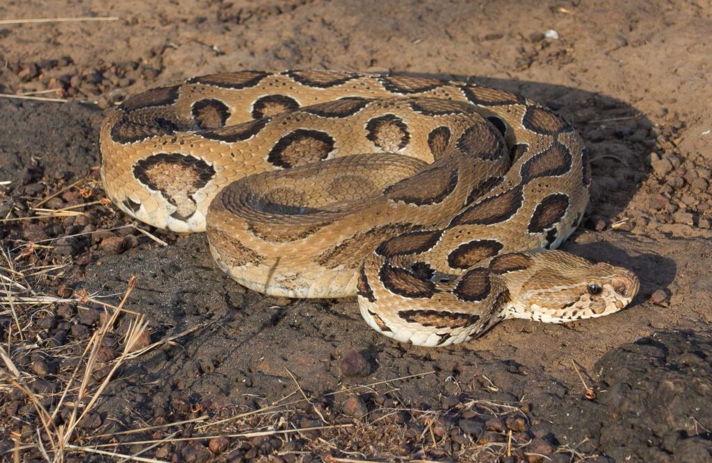 Russell's Viper Deadliest Snakes