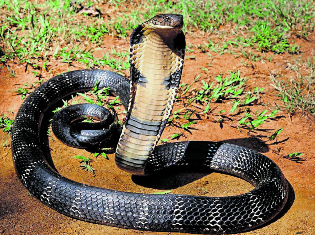 King Cobra Deadliest Snakes