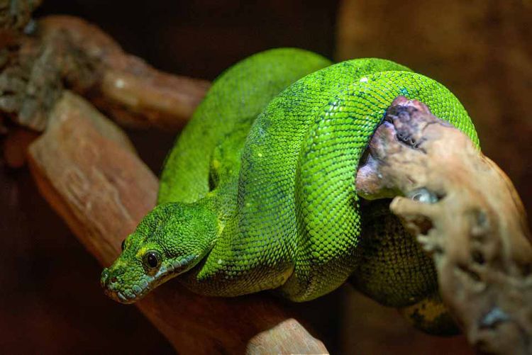 Boomslang Deadliest Snakes