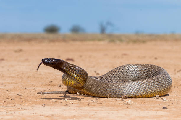 Inland Taipan Deadliest Snakes