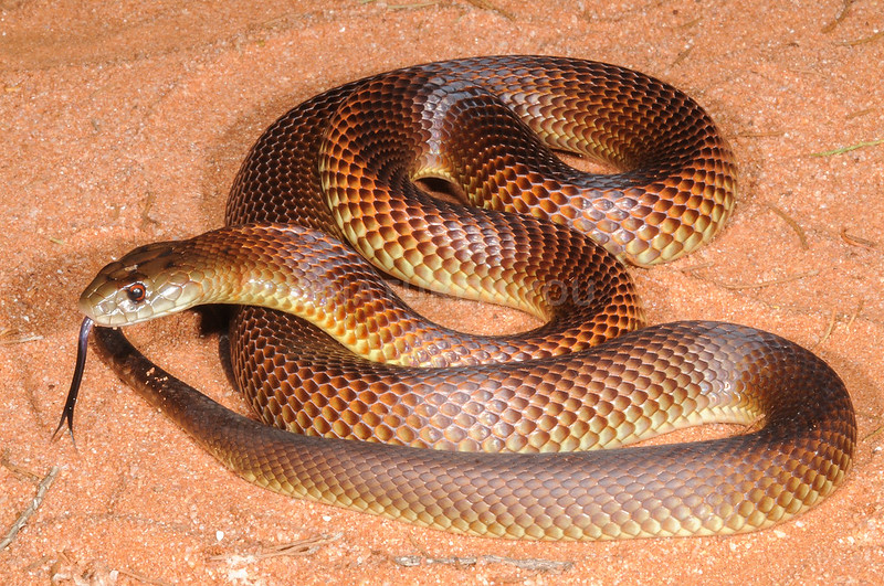 Eastern Brown Snake Deadliest Snakes