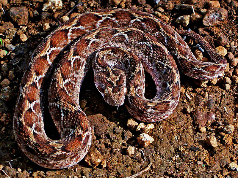 Saw Scaled Viper Deadliest Snakes