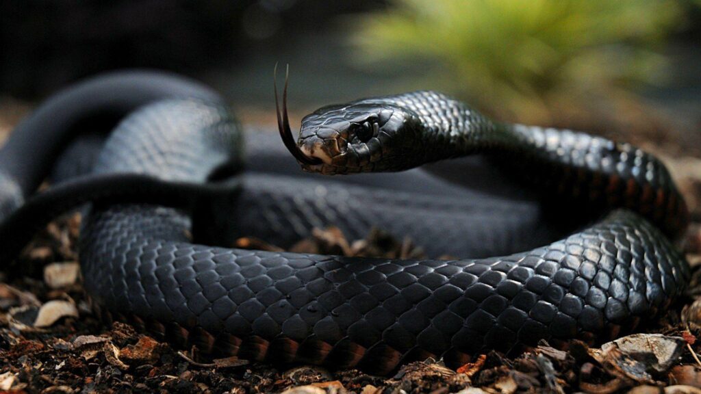 Black Mamba Deadliest Snakes