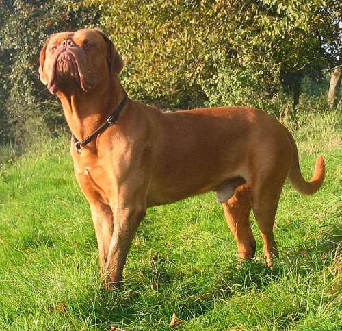 Dogue de Bordeaux biggest dog breeds (top10archives)