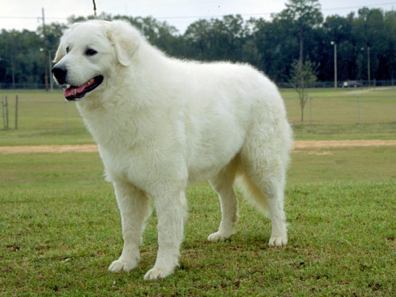 Kuvasz biggest dog breeds (top10archives)