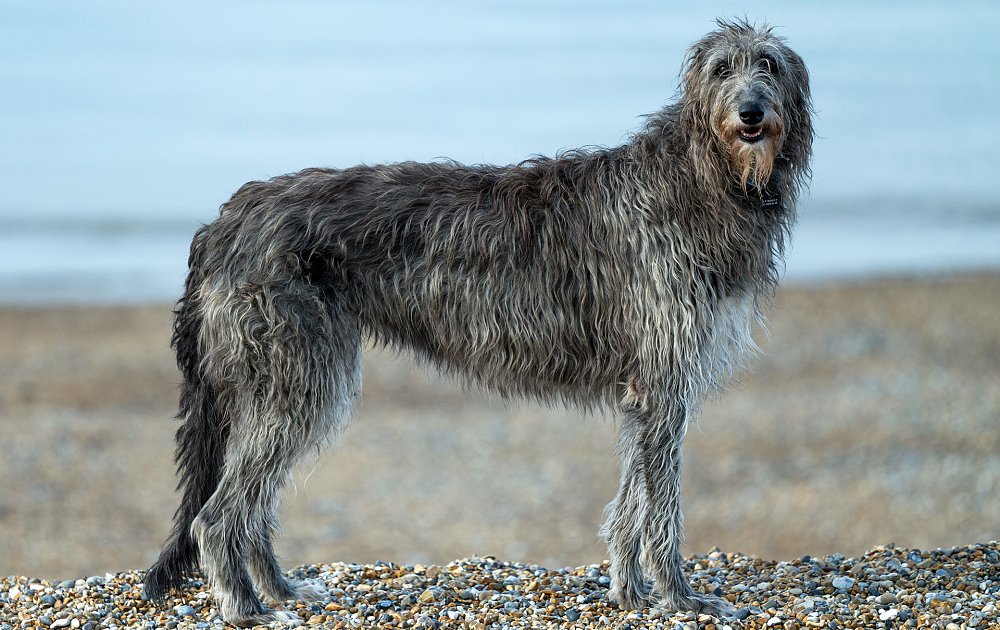 Scottish Deerhound biggest dog breeds (top10archives)