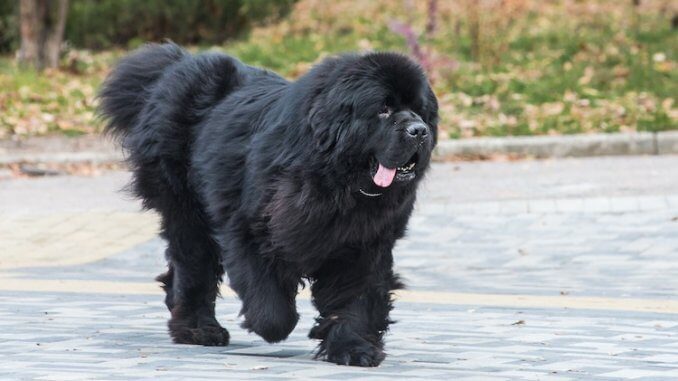 Newfoundland biggest dog breeds (top10archives)