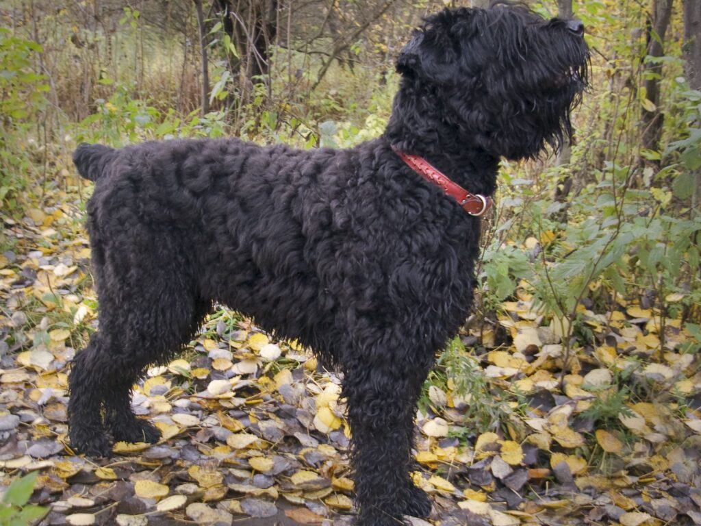 Black Russian Terrier biggest dog breeds (top10archives)