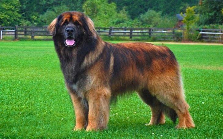 Leonberger biggest dog breeds (top10archives)