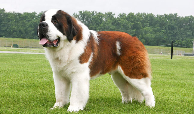 Saint Bernard biggest dog breeds (top10archives)
