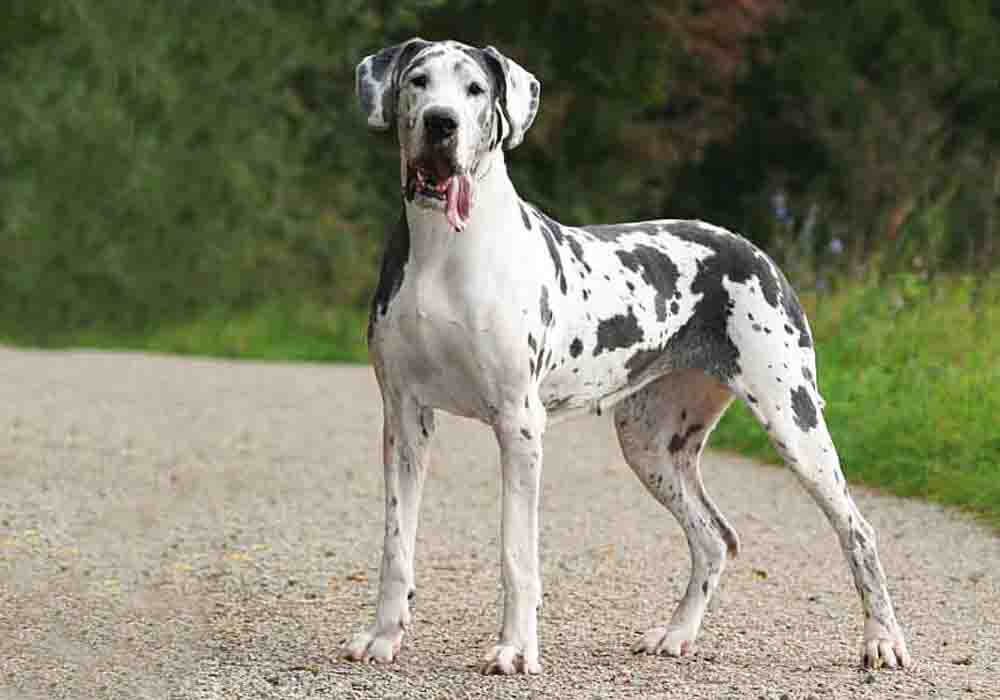 Great Dane biggest dog breeds (top10archives)