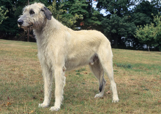 Irish Wolfhound biggest dog breeds (top10archives)