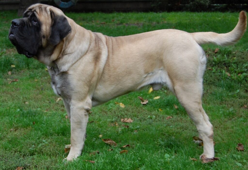Old English Mastiff biggest dog breeds (top10archives)