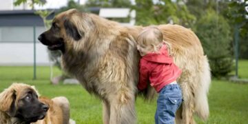 Top 10 Biggest Dog Breeds In The World 2022