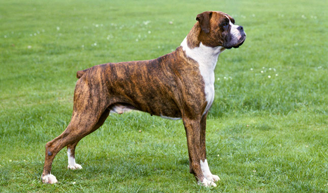 Boxer
(www.top10archives.com)