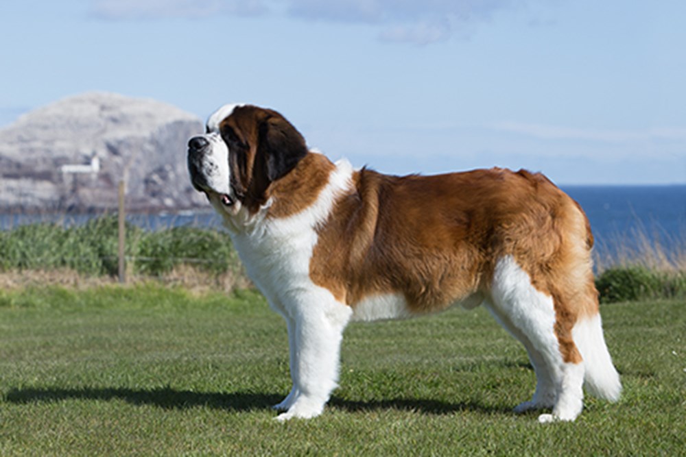 St. Bernard
(www.top10archives.com)