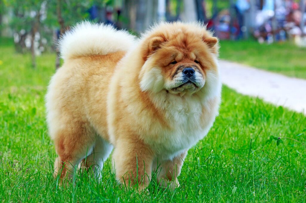 Chow-chow
(www.top10archives.com)