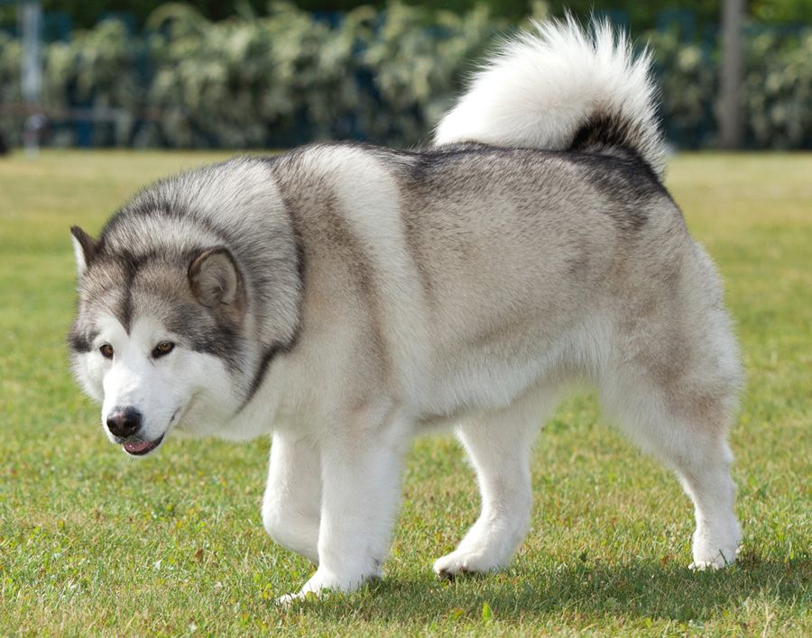 Malamute
(www.top10archives.com)