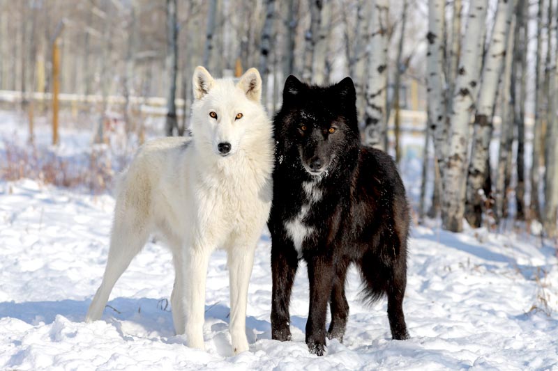Wolfdog hybrid
(www.top10archives.com)