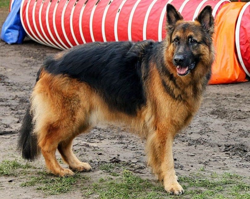 German shepherd
(www.top10archives.com)