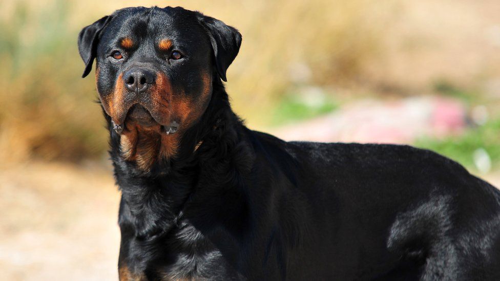 Rottweiler
(www.top10archives.com)