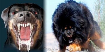 Top 10 Most Dangerous Dog Breeds in the World 2022