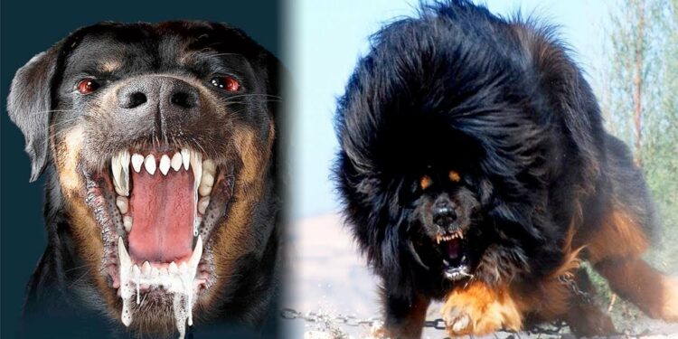 Top 10 Most Dangerous Dog Breeds in the World 2022