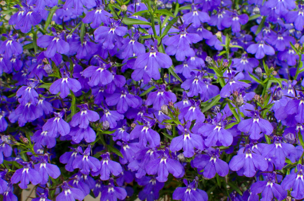 LOBELIA
(top10archives.com)