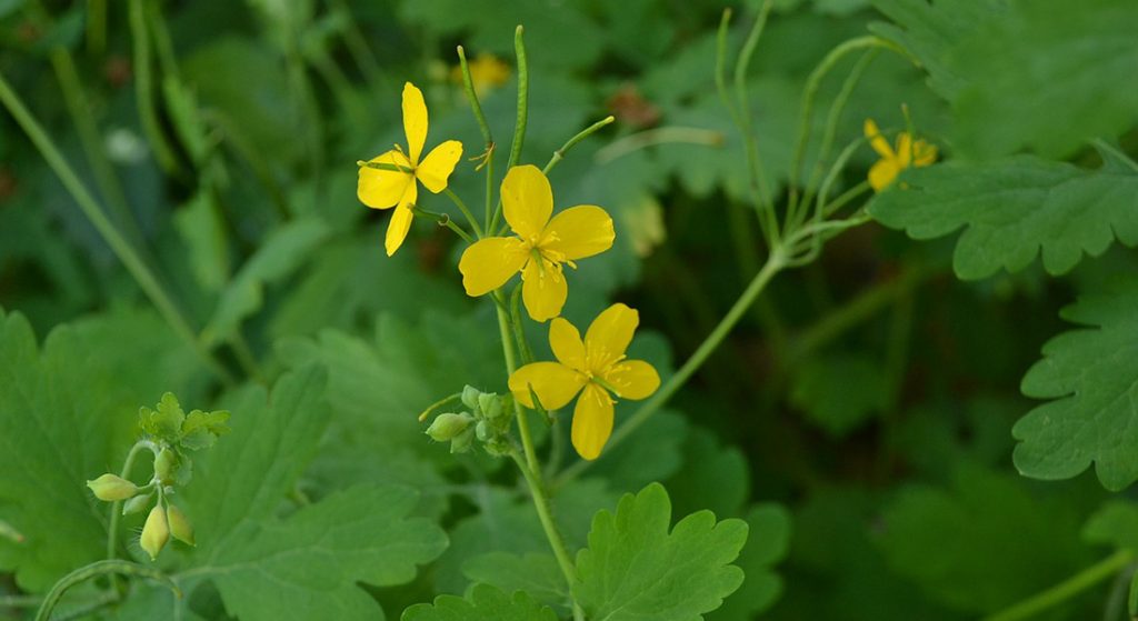 GREATER CELANDINE
(top10archives.com)