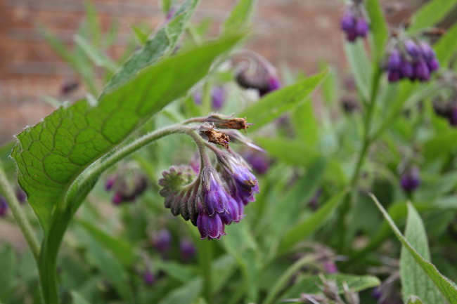 COMFREY
(top10archives.com)