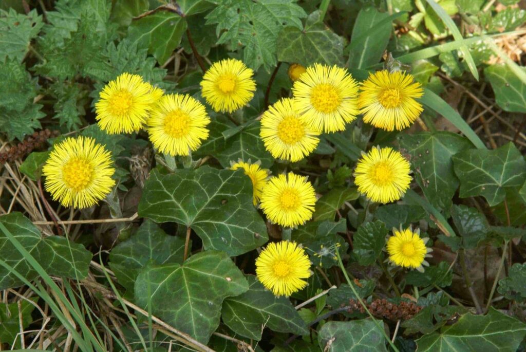 COLTSFOOT
(top10archives.com)