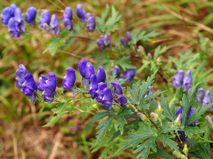 ACONITE
(top10archives.com)