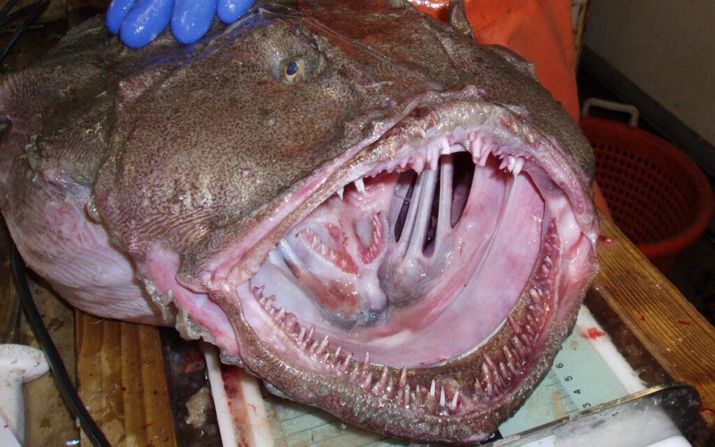 Monkfish Ugliest Animals (top10archives.com)