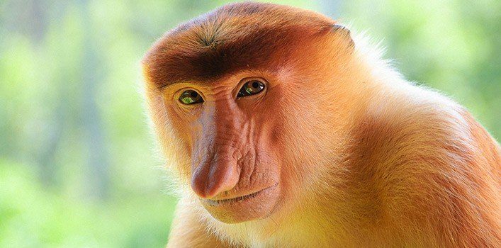 Proboscis Monkey Ugliest Animals (top10archives.com)