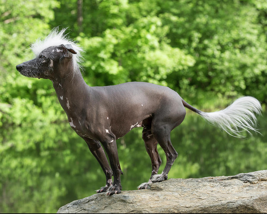 Chinese Crested Hairless Dog Ugliest Animals (top10archives.com)
