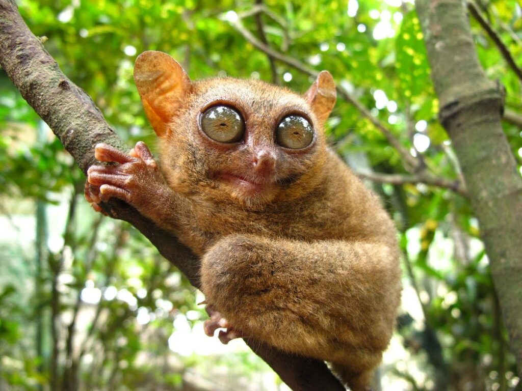 Philippine Tarsier Ugliest Animals (top10archives.com)